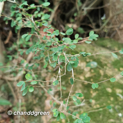 Phyllanthus cochinchinensis