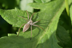 Pisaura mirabilis