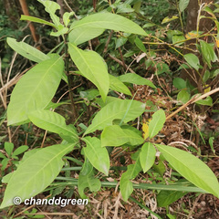 Psychotria asiatica