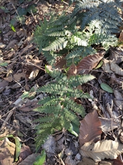 Dryopteris