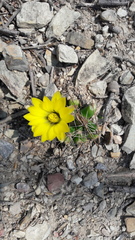 Mammillaria longimamma
