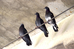 Columba livia domestica