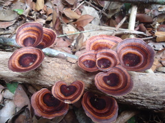 Microporus