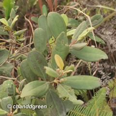 Rhodomyrtus tomentosa