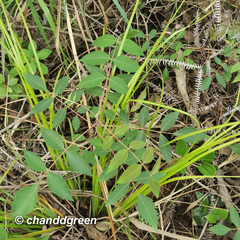 Rhus hypoleuca