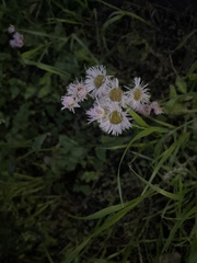 Erigeron philadelphicus
