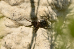 Pardosa