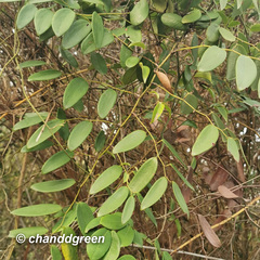 Smilax corbularia