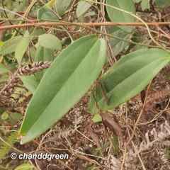 Smilax glabra