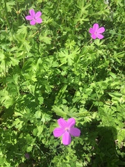 Geranium asphodeloides