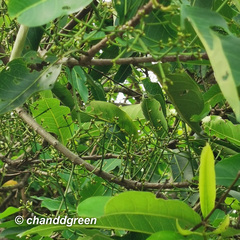 Syzygium nervosum