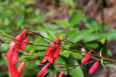 Penstemon plagapineus