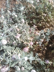 Dissocarpus paradoxus