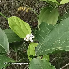 Viburnum sempervirens