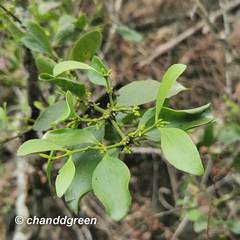 Viscum ovalifolium