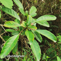 Daphniphyllum calycinum