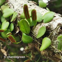 Lemmaphyllum microphyllum