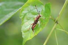 Thranius multinotatus