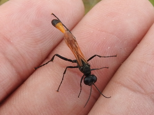 Ammophila placida photo 5