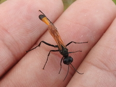 Ammophila placida