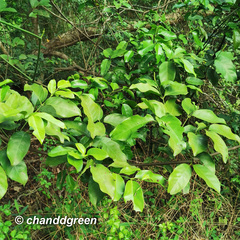 Gnetum luofuense