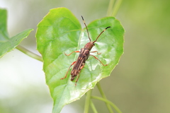 Thranius multinotatus