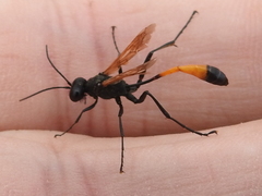 Ammophila placida