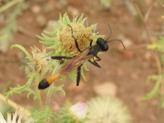 Ammophila placida