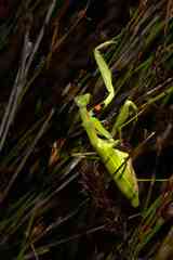 Paramantis sacra