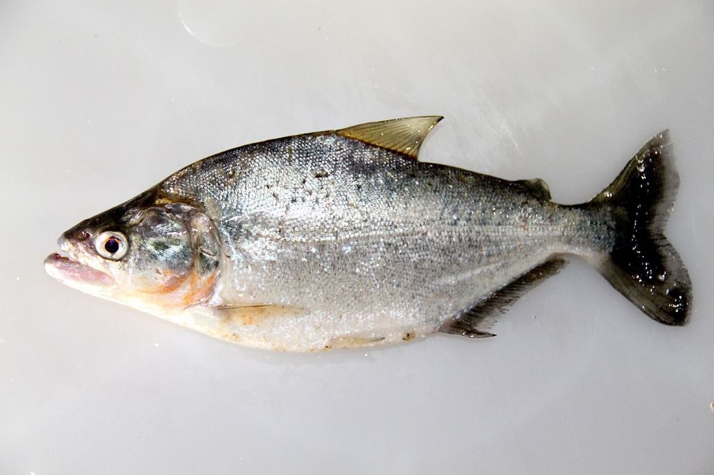 Slender Piranha