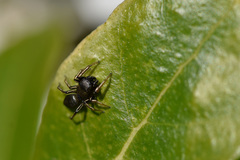 Heliophanus