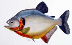 Humeralis Piranha photo 3