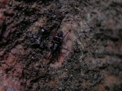 Sergiolus montanus