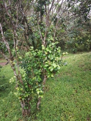 Camellia brevistyla