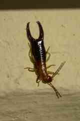 Forficula senegalensis