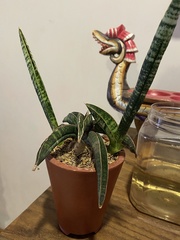 Sansevieria pinguicula