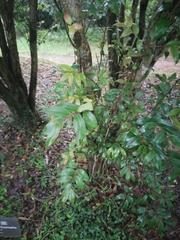 Camellia kissii