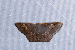 Serratophyga subangulata