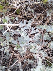 Pelargonium gibbosum