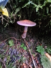 Cortinarius taylorianus