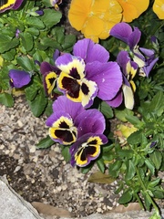 Viola × wittrockiana