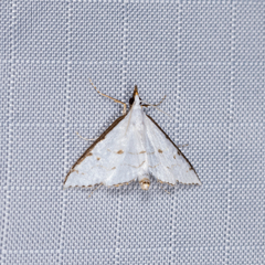 Ramila acciusalis
