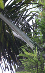 Arenga pinnata