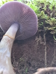 Cortinarius taylorianus