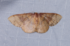 Metallaxis semipurpurascens