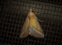 Hypena conscitalis