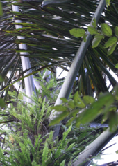 Arenga pinnata