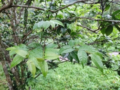 Camellia granthamiana
