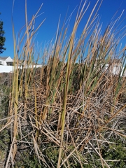 Typha capensis