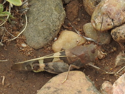 Wheeler's Blue-winged Grasshopper